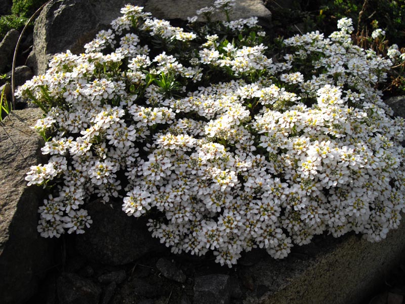 Iberis sempervirens 'Pygmaea' photo